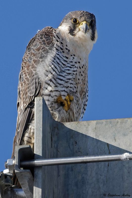 Faucon plerin, Falco peregrinus