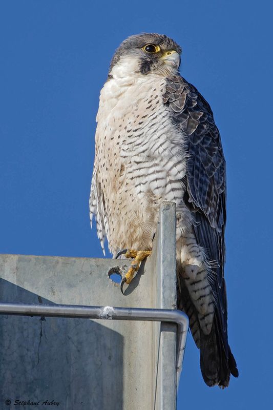 Faucon plerin, Falco peregrinus