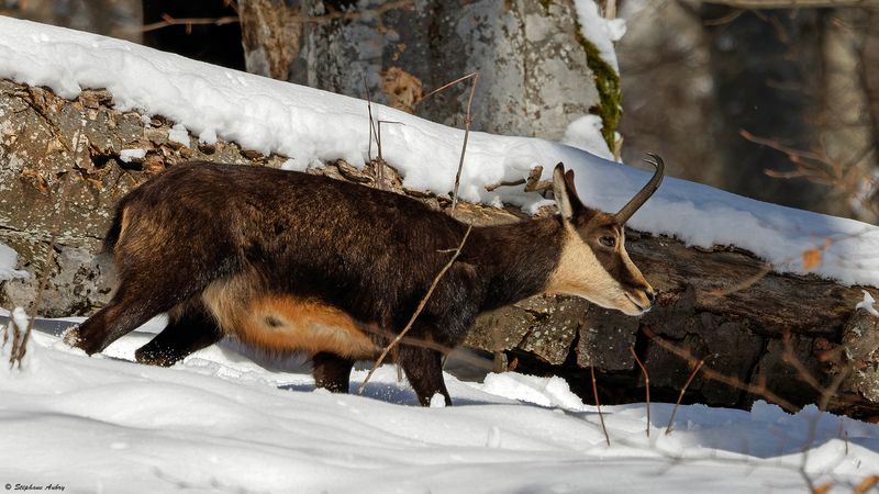 Chamois, Rupicapra rupicapra