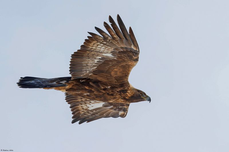 Aigle royal, Aquila chrysaetos