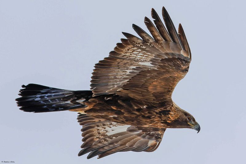Aigle royal, Aquila chrysaetos