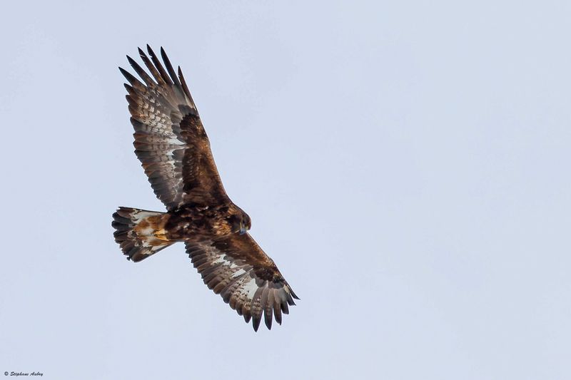 Aigle royal, Aquila chrysaetos