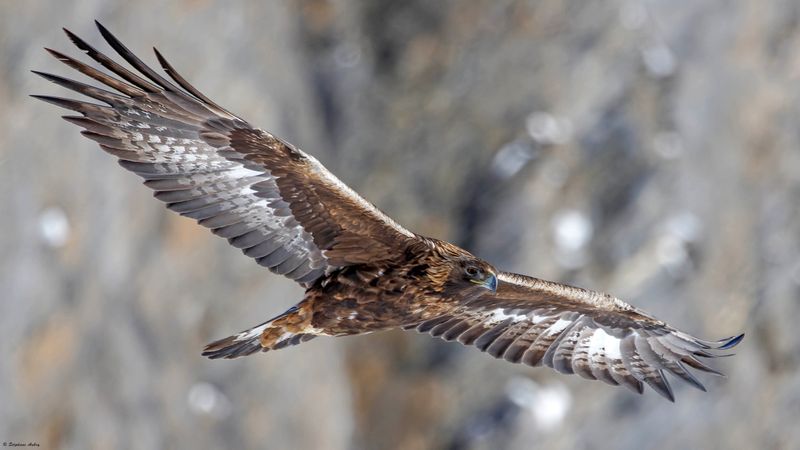 Aigle royal, Aquila chrysaetos