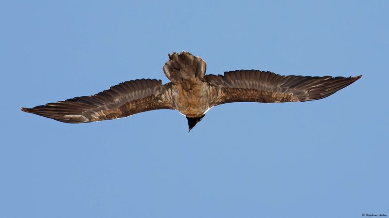 Gypate barbu, Gypaetus barbatus