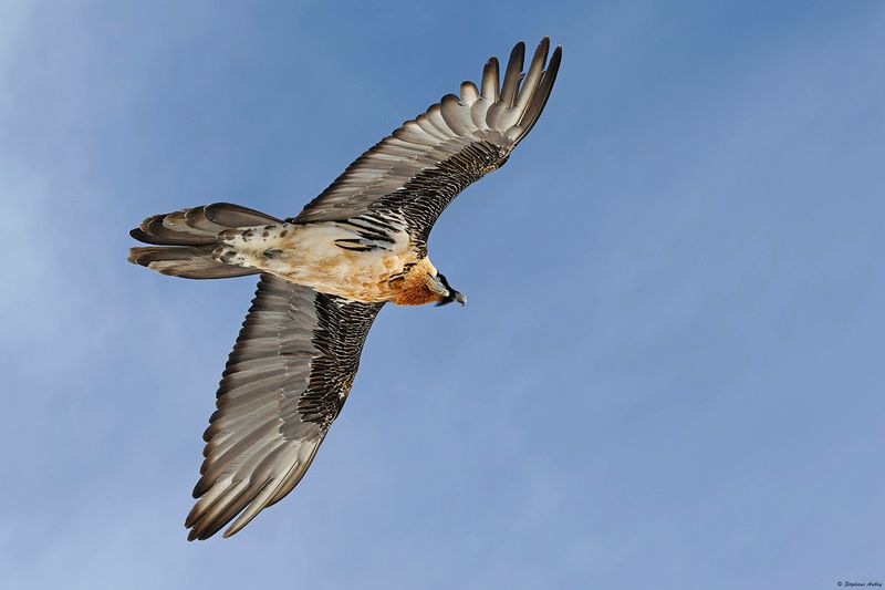 Gypate barbu, Gypaetus barbatus