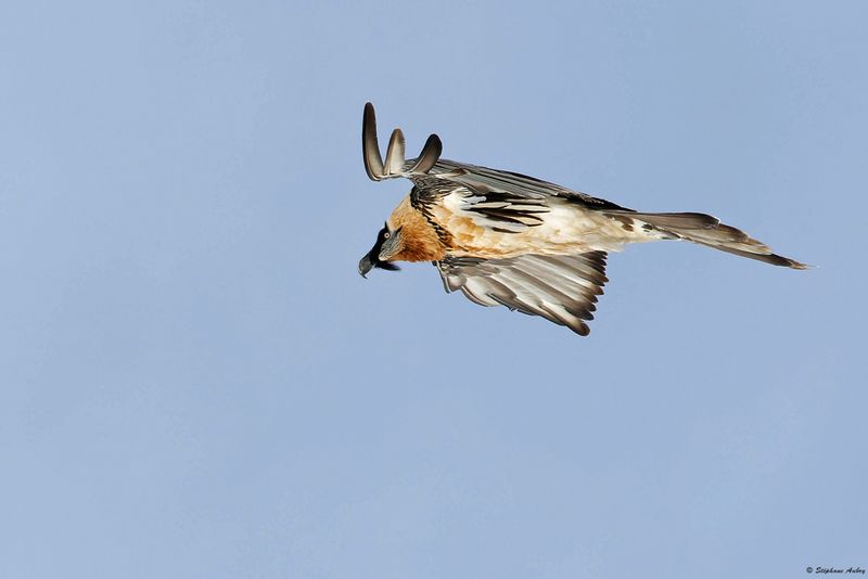 Gypate barbu, Gypaetus barbatus