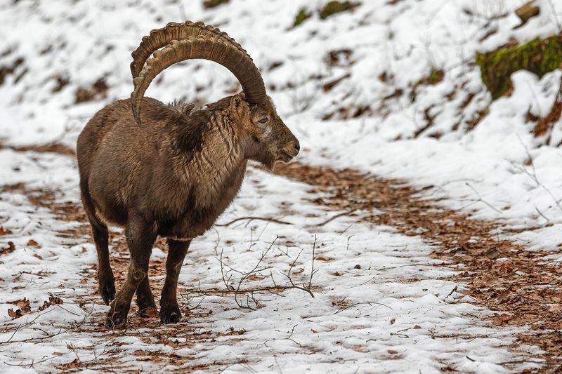 Bouquetin des Alpes, Capra ibex