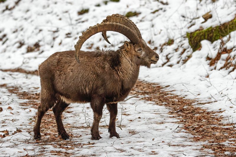 Bouquetin des Alpes, Capra ibex