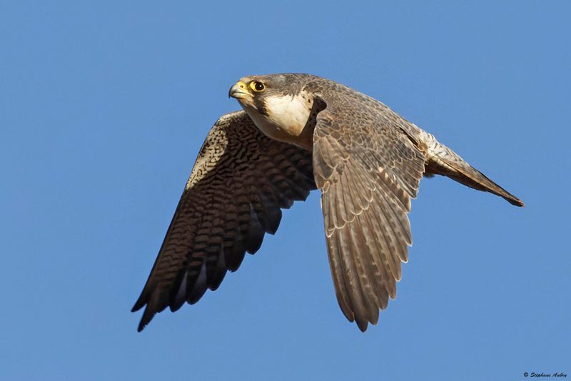 Faucon plerin, Falco peregrinus