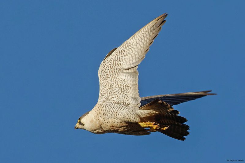 Faucon plerin, Falco peregrinus