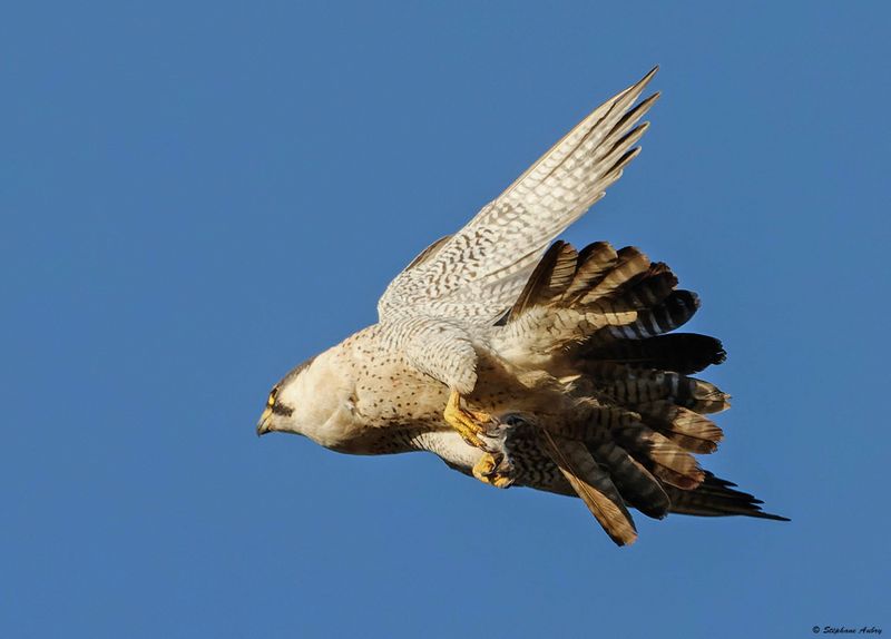 Faucon plerin, Falco peregrinus