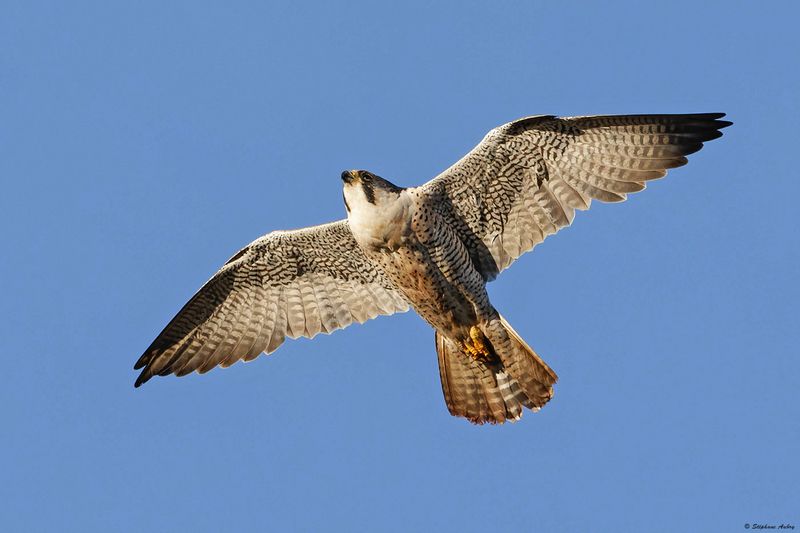Faucon plerin, Falco peregrinus