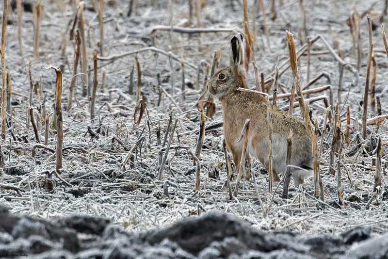 Livre dEurope, Lepus europaeus