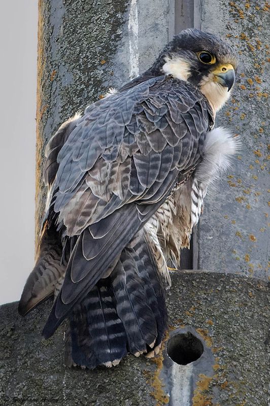 Faucon plerin, Falco peregrinus