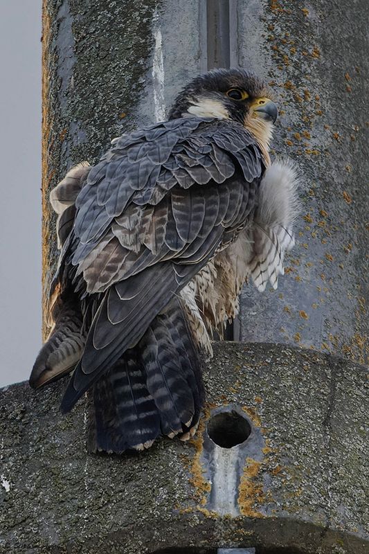 Faucon plerin, Falco peregrinus