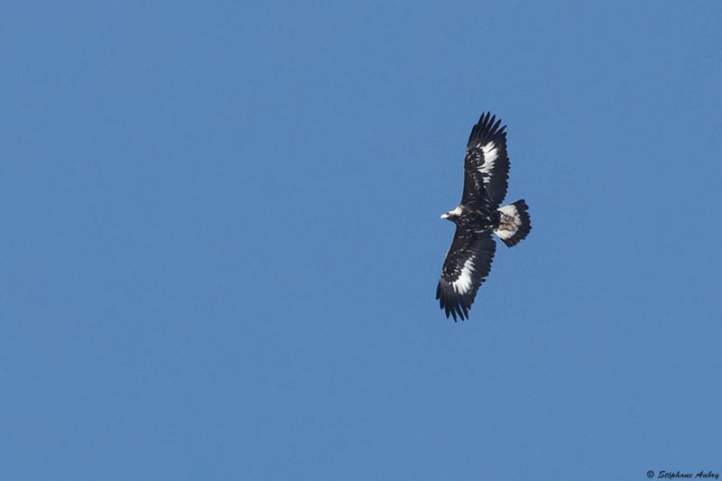 Aigle royal, Aquila chrysaetos