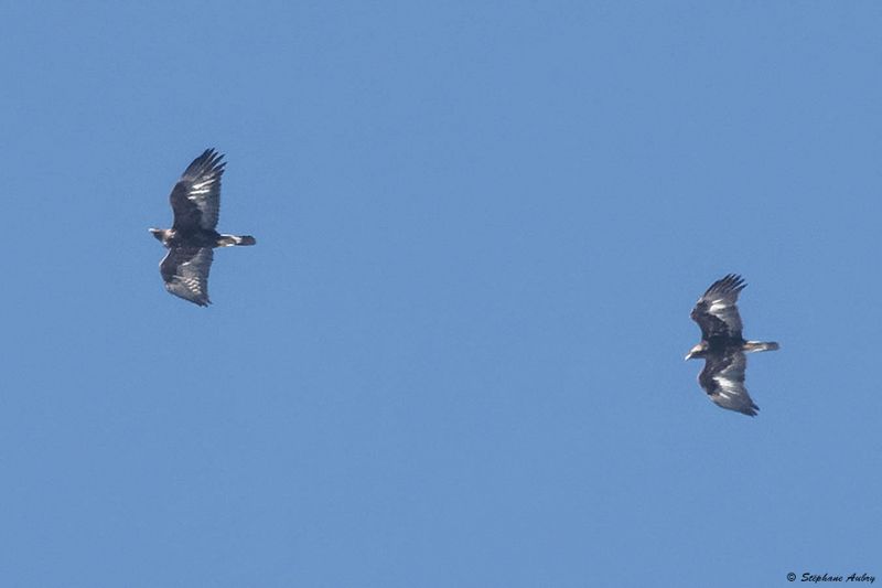 Aigle royal, Aquila chrysaetos