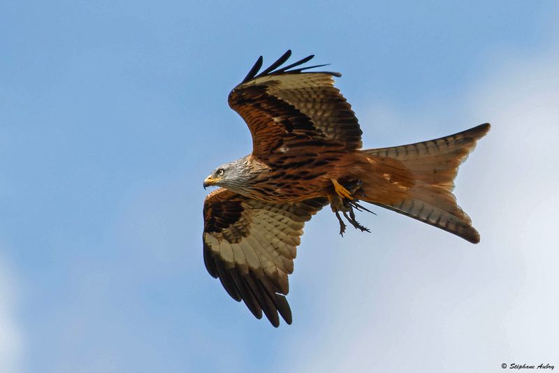 Milan royal, Milvus milvus