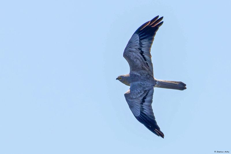 Busard cendr, Circus pygargus