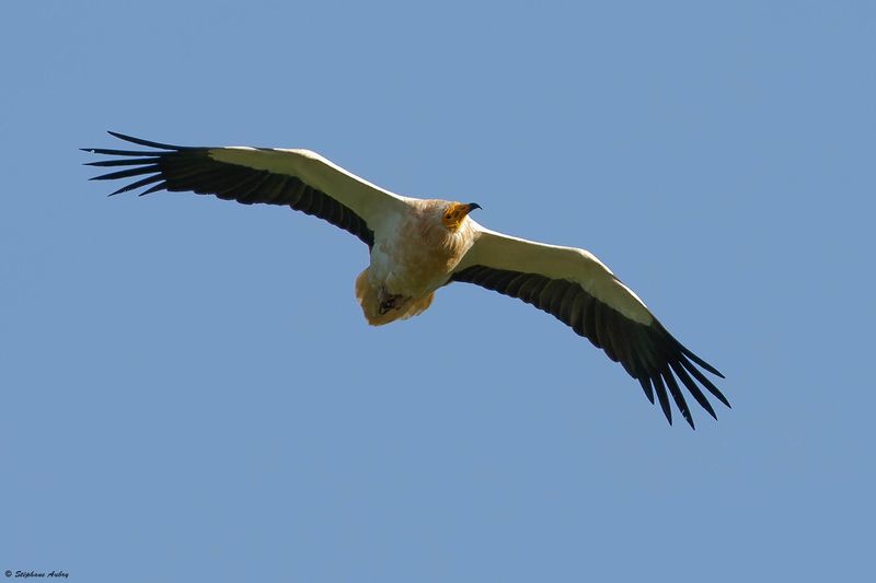 Vautour percnoptre, Neophron percnopterus