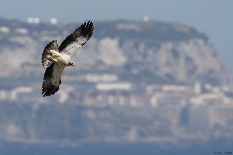 Aigle bott, Hieraaetus pennatus