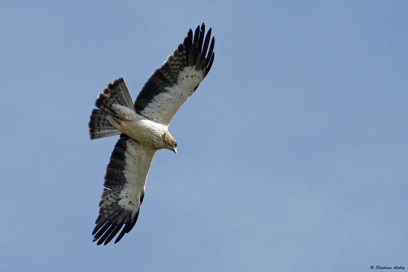 Aigle bott, Hieraaetus pennatus