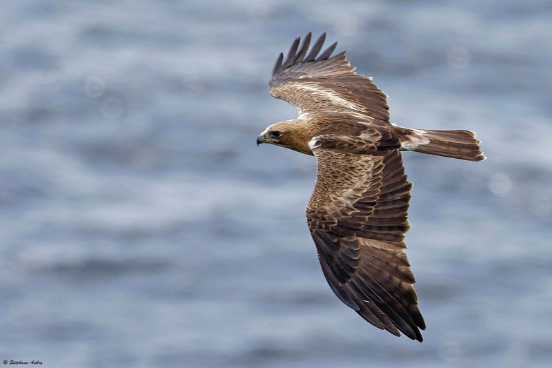 Aigle bott, Hieraaetus pennatus