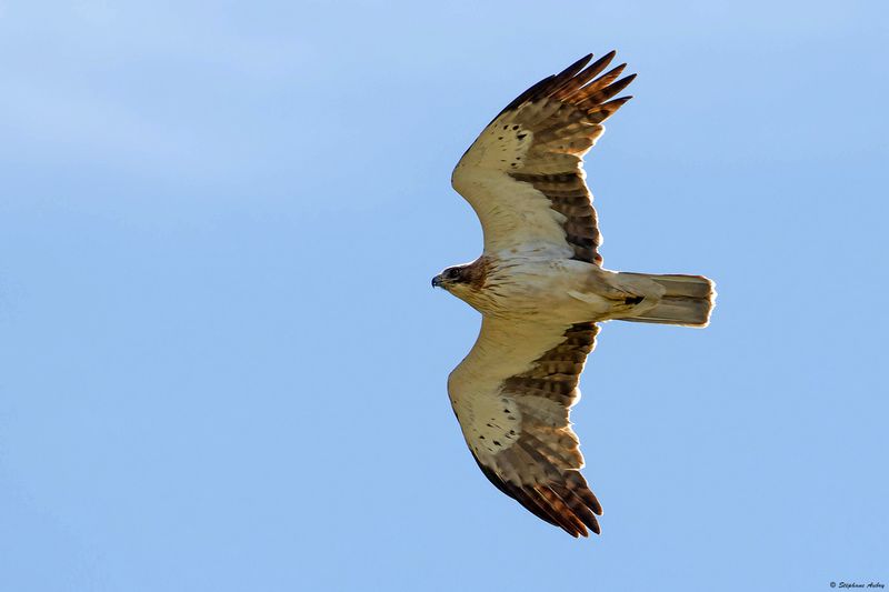 Aigle bott, Hieraaetus pennatus