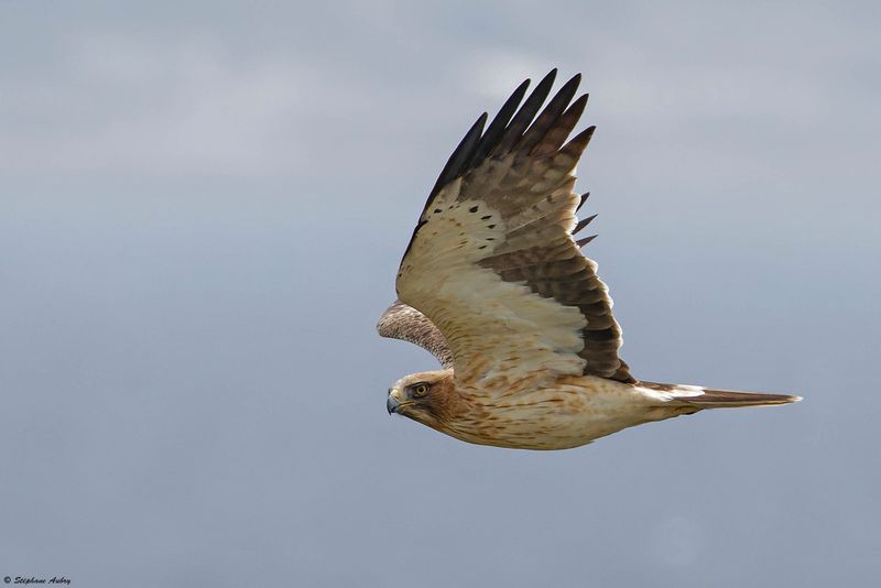 Aigle bott, Hieraaetus pennatus