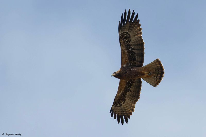 Aigle bott, Hieraaetus pennatus