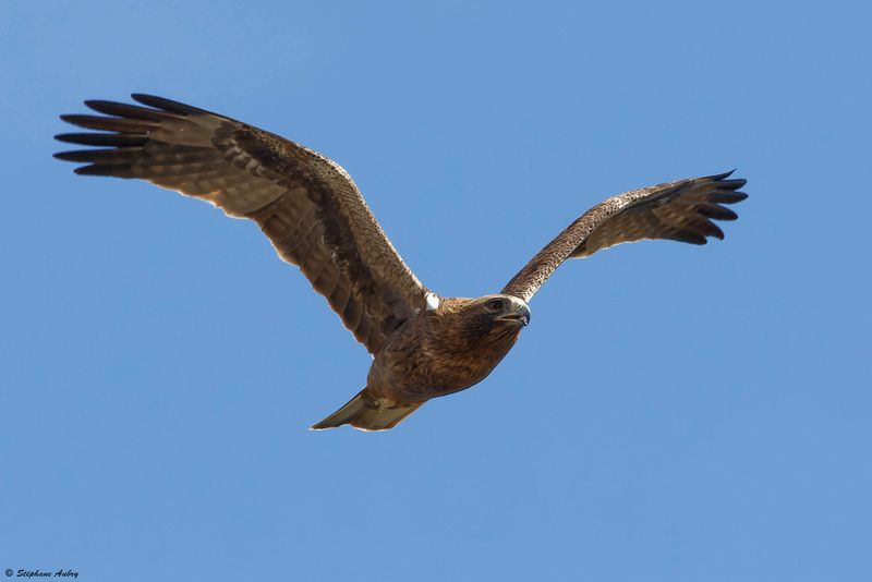 Aigle bott, Hieraaetus pennatus