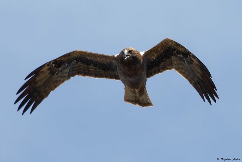 Aigle bott, Hieraaetus pennatus