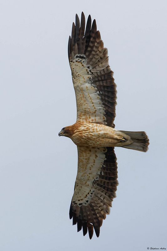 Aigle bott, Hieraaetus pennatus