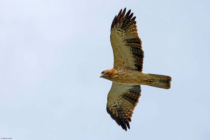 Aigle bott, Hieraaetus pennatus