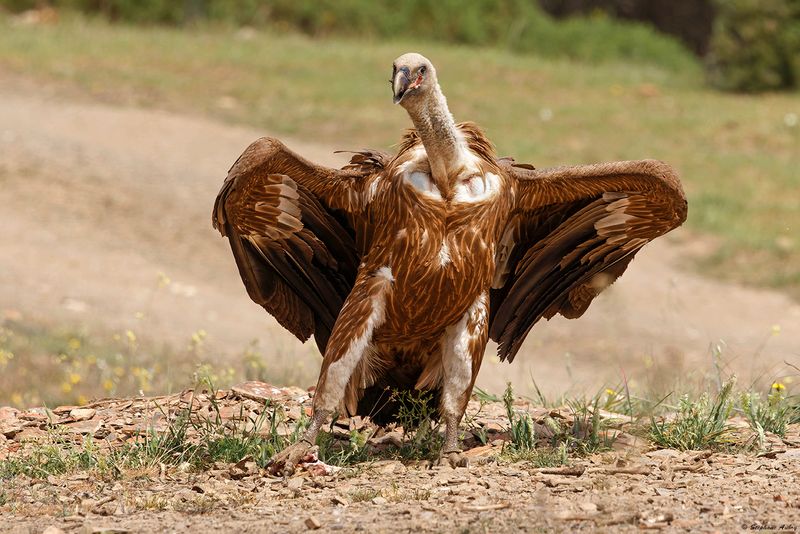 Vautour fauve, Gyps fulvus