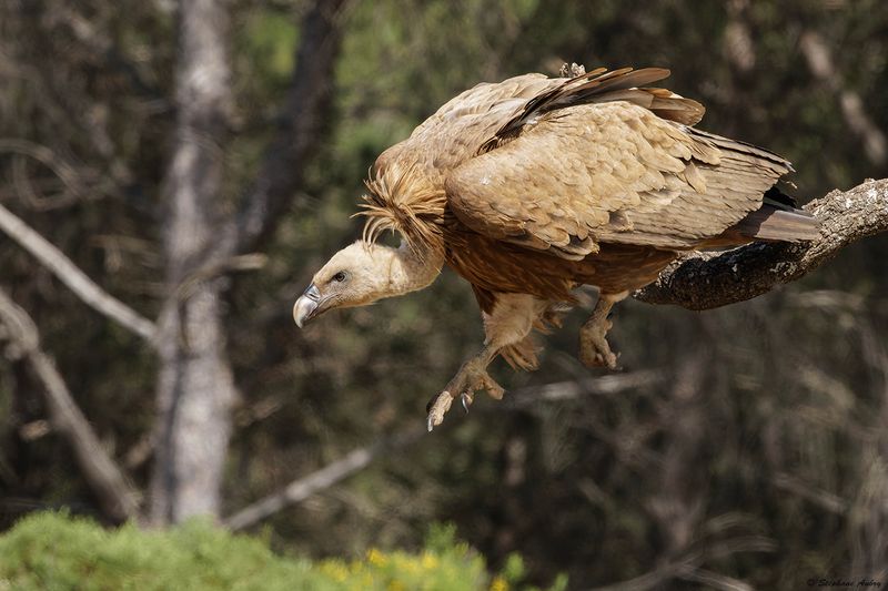 Vautour fauve, Gyps fulvus