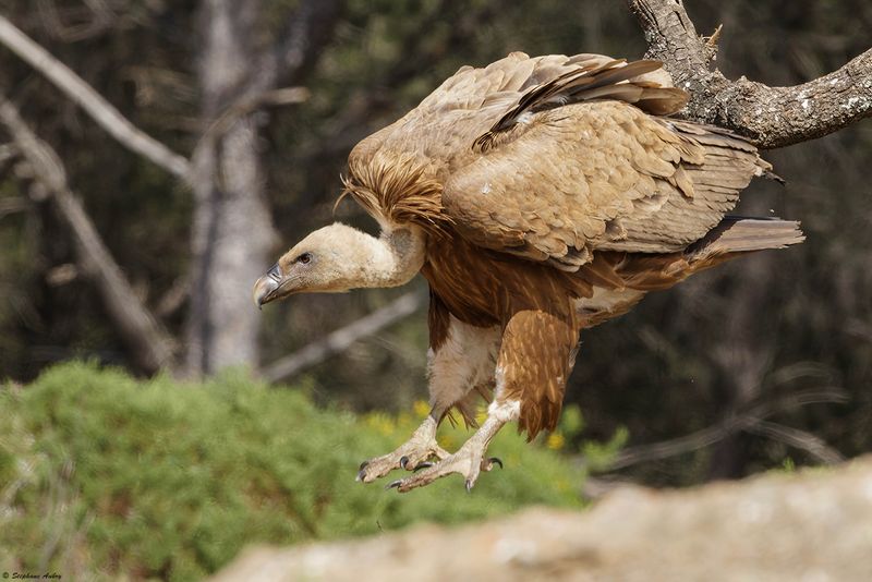 Vautour fauve, Gyps fulvus