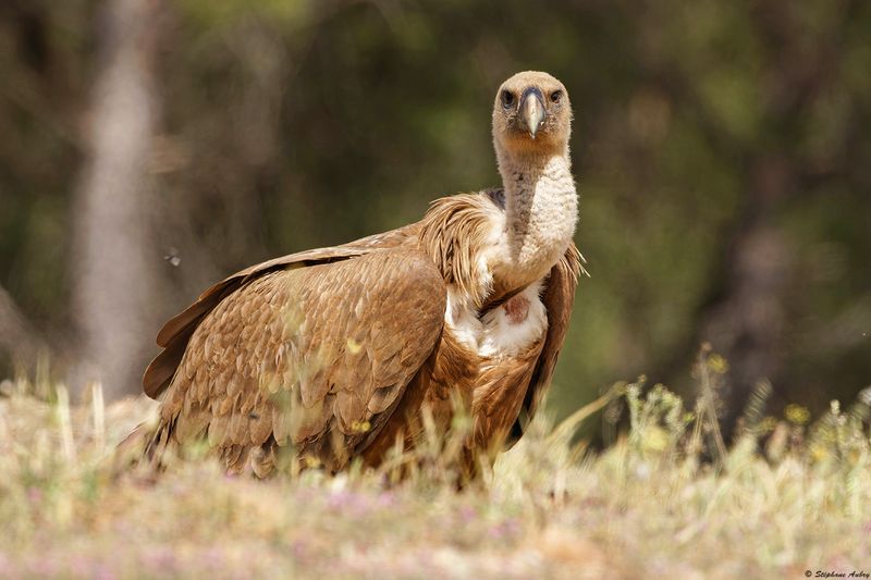 Vautour fauve, Gyps fulvus