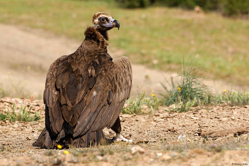 Vautour moine, Aegypius monachus