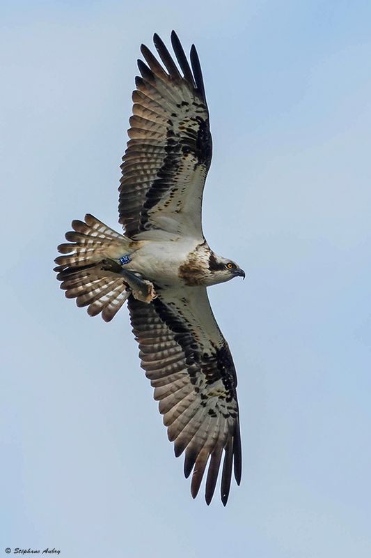 Balbuzard pcheur, Pandion haliaetus