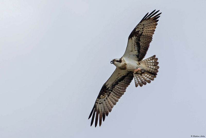 Balbuzard pcheur, Pandion haliaetus