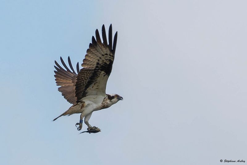 Balbuzard pcheur, Pandion haliaetus