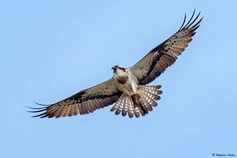 Balbuzard pcheur, Pandion haliaetus