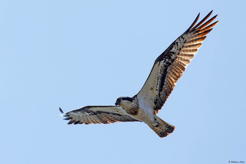 Balbuzard pcheur, Pandion haliaetus