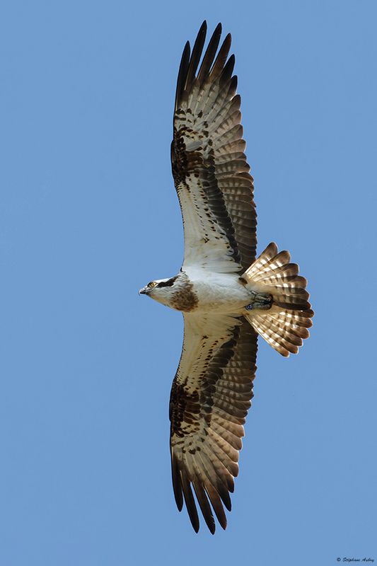Balbuzard pcheur, Pandion haliaetus