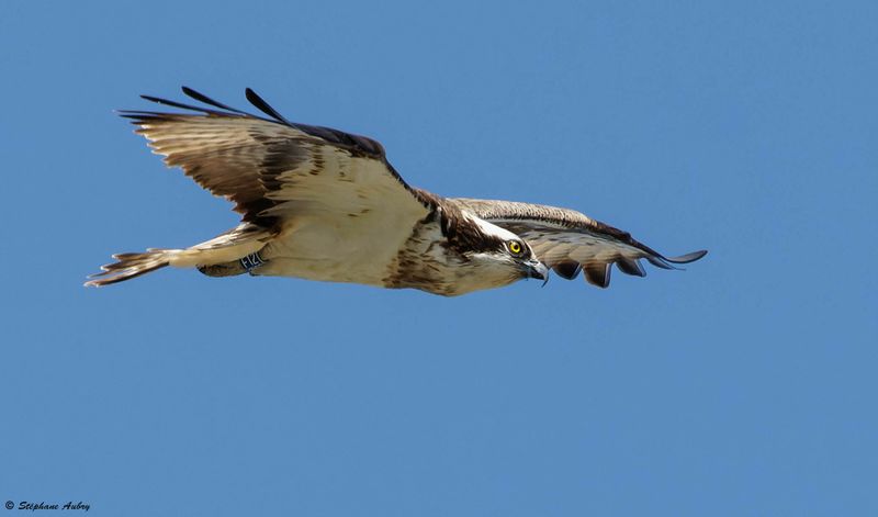Balbuzard pcheur, Pandion haliaetus