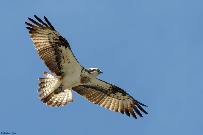Balbuzard pcheur, Pandion haliaetus