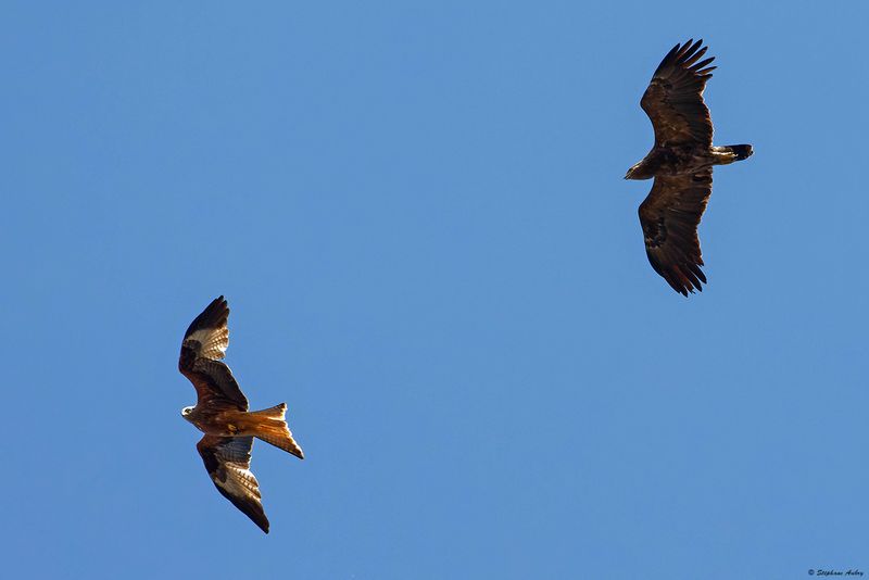 Aigle pomarin, Clanga pomarina