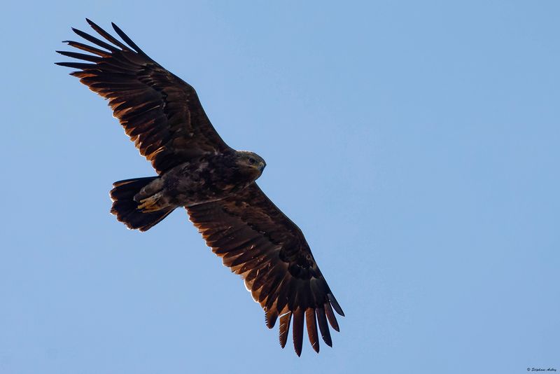 Aigle pomarin, Clanga pomarina