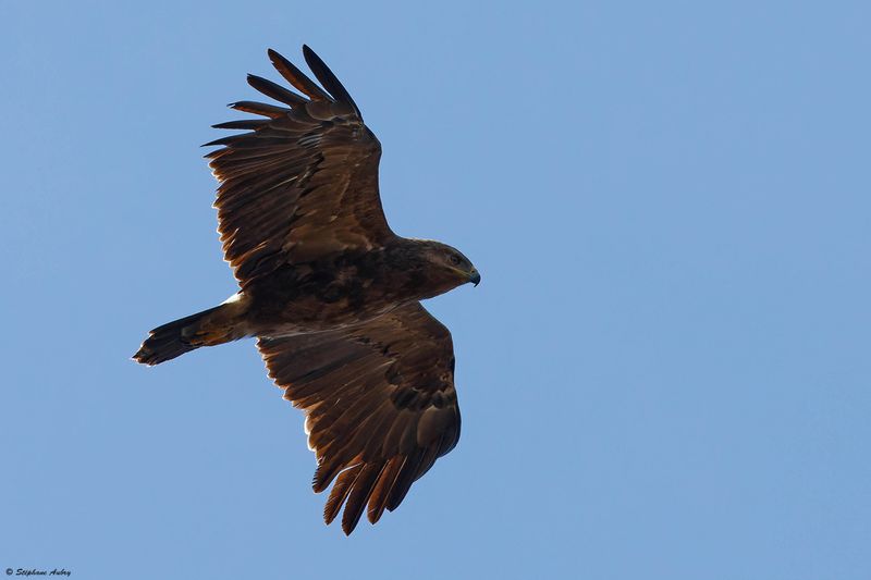 Aigle pomarin, Clanga pomarina